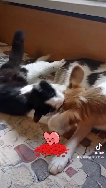 Помощь бездомным животным. Минск #минск #cat #помощьбездомнымживотным #кот #щенок смотреть онлайн