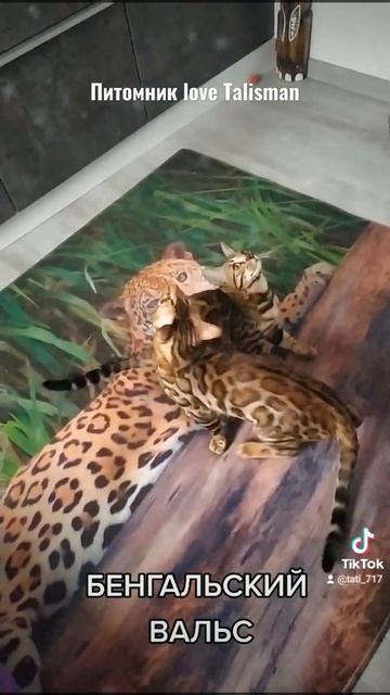 В ПИТОМНИКЕ love Talisman вы всегда можете купить или забронировать бенгальского котёнка! смотреть онлайн
