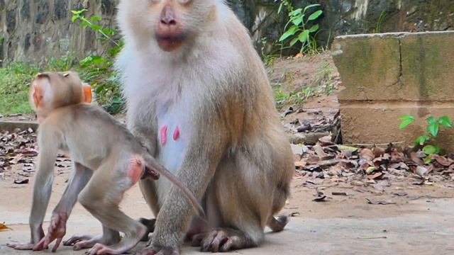 Rockstar Never Lazy of Running And Leaping As He Becomes Smarter смотреть онлайн