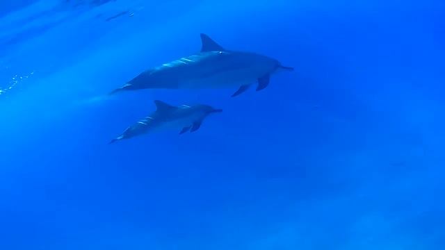 Swimming with Hawaiian Spinner Dolphins смотреть онлайн
