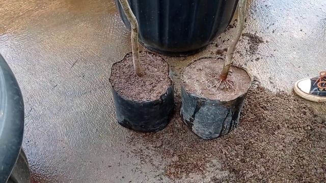 Part1 :tehnik Kedondong batang kurus agar jadi besar dan kekar #di pot/polibek#@Bang Gus tabulampot смотреть онлайн