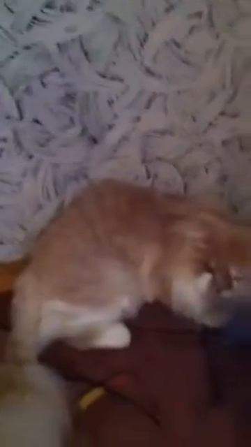 лысый кот смотреть онлайн