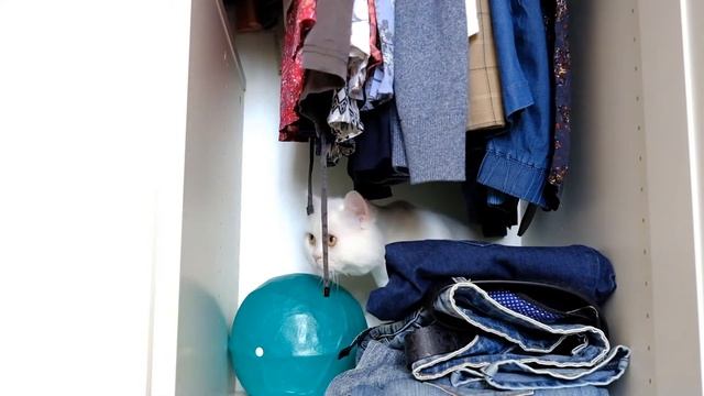 Кот Морфей /36/ Morpheus The Cat смотреть онлайн