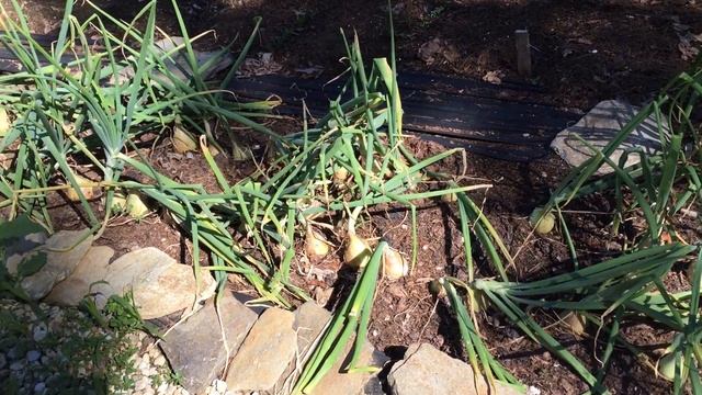 2020.07.26 Vegetable Garden Update, The Harvest Begins смотреть онлайн