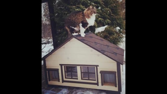 Домик для кошек Pethouse 1 плюс 1 смотреть онлайн