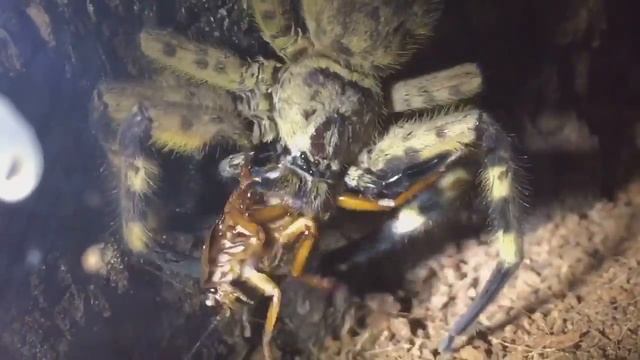 Barylestis Scutatus ( Cameroon Crab Spider ) Feeding смотреть онлайн