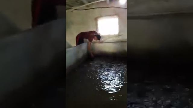 AFRIKA LAQQA  BALIQLARINI BOQISH SIRLARI