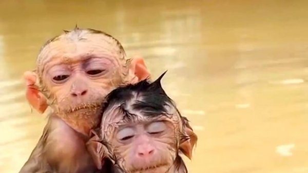 Sweet babies Love together || Lovely Monkey Babies