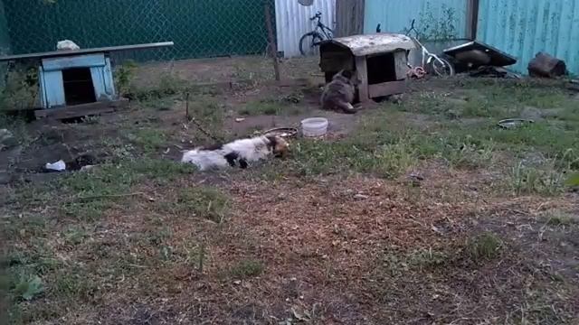 Как живут собаки смотреть онлайн