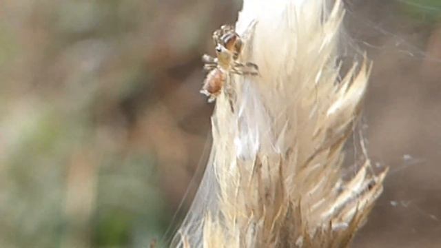 Baby Purseweb spiders - Atypus affinis spiderlings смотреть онлайн