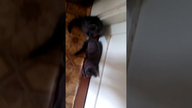 Бешеные котики:) смотреть онлайн