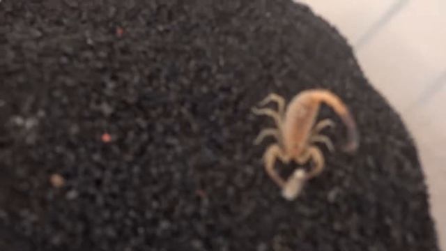 Androctonus Australis Hector