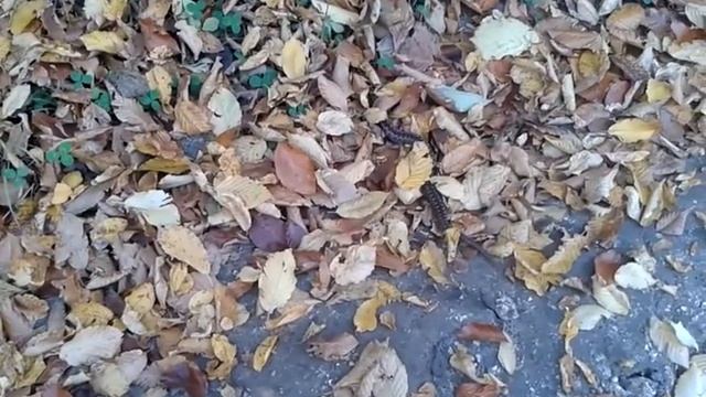 гадюка звичайна смотреть онлайн