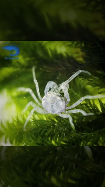 Micro Thai Crab смотреть онлайн