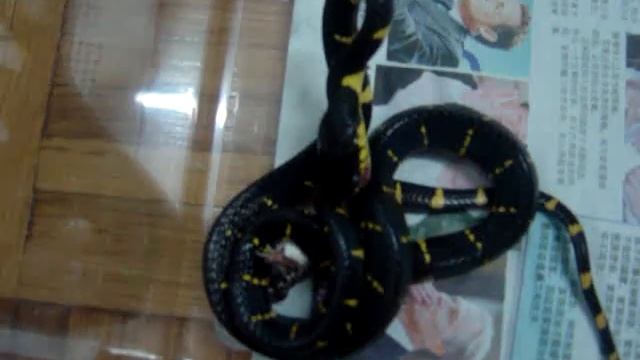 Mangrove Snake Feeding (Boiga Dendrophila Melanota) смотреть онлайн