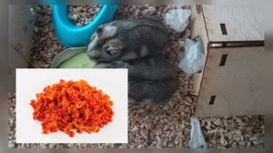 ЧЕМ МОЖНО КОРМИТЬ ДЖУНГАРСКОГО ХОМЯКОВ | что можно давать в пищу джунгарикам?