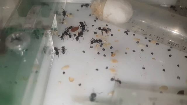 тайм лапс(messor barbarus) смотреть онлайн