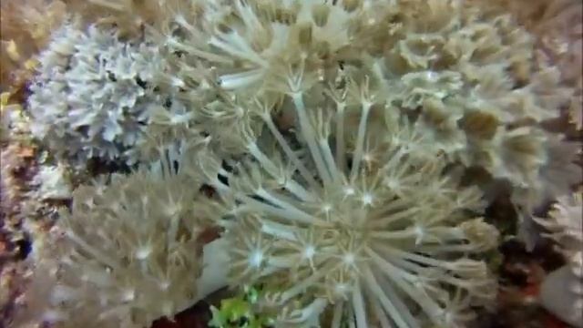 pale yellow soft corals смотреть онлайн