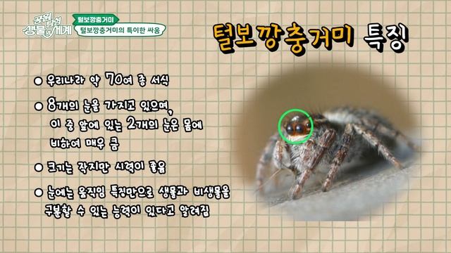 [공원탐험 생물의 세계] 제 38화 🕸털보깡충거미의 사랑과 전쟁🕸ㅣ서울의 공원 смотреть онлайн