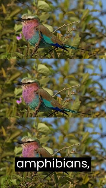 The lilac-breasted roller смотреть онлайн