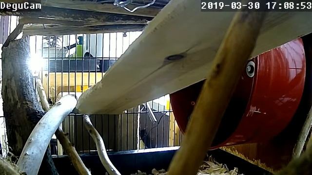 DeguCam - Live Degus смотреть онлайн