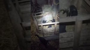 Встал желудок у овцы, лечим