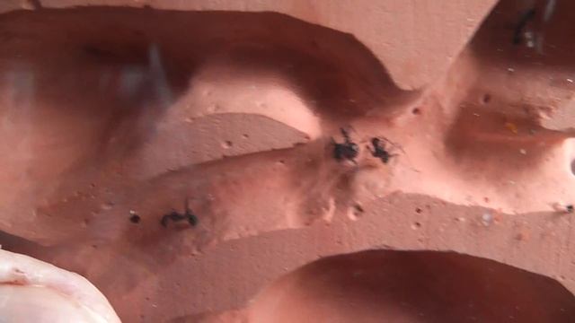 Aphaenogaster senilis colony 2021 смотреть онлайн