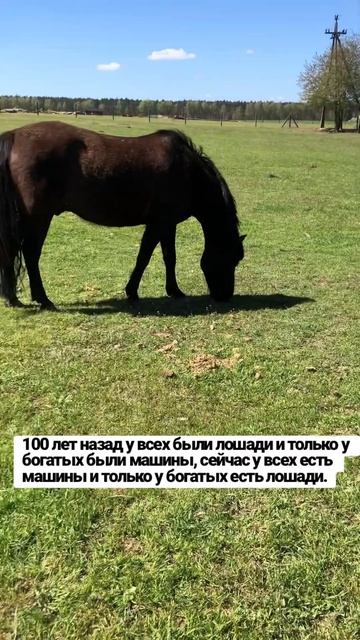Любишь их? #лошади #лошадь #лошадка #лошадки #конь #кобыла #дорогойподарок #конныйклуб #кони #хобби смотреть онлайн