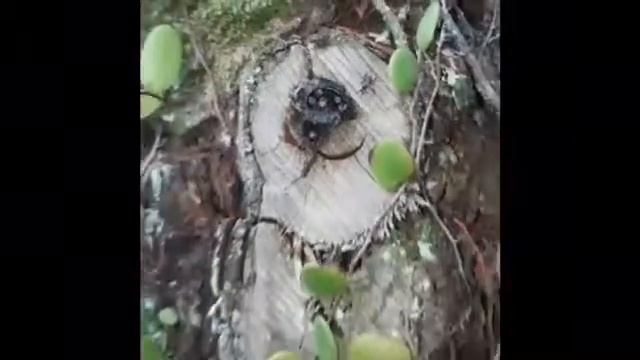 Wasp Control (Preschool) - Pest Control Singapore смотреть онлайн