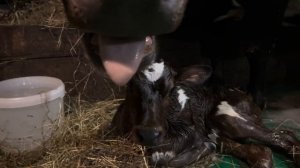 Приняли СЛОЖНЫЙ ОТЁЛ у Марты! ТЯНУЛИ теленка ВДВОЕМ!