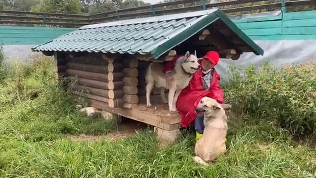 У КАЖДОГО своя НЕЛЁГКАЯ судьба / Бой и Сара ищут дом / Приют КОВЧЕГ смотреть онлайн