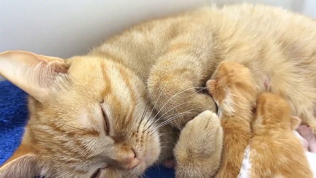Mama cat wakes newborn kittens: Time to eat and go back to sleep смотреть онлайн