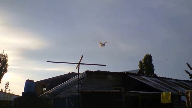 ГОЛУБИ Кз ПЕРВЫЙ ВЫЛЕТ 2015 АВГУСТ смотреть онлайн