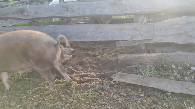 Побег поросят🐷, ежедневные хлопоты🐐🐏🐑🐴🐎 смотреть онлайн
