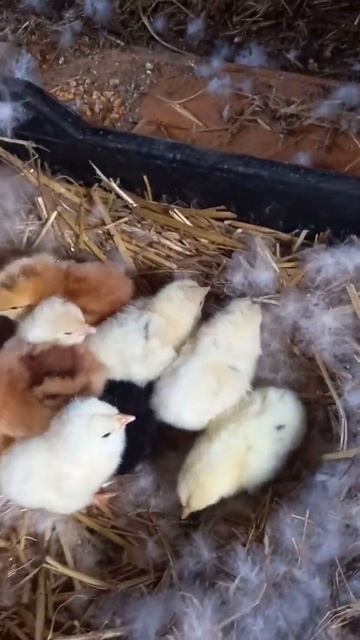 МУСКУСНАЯ УТКА ВЫВЕЛА ЦЫПЛЯТ. ПЕРЕСАЖИВАЕМ ПОД КУРИЦУ. смотреть онлайн