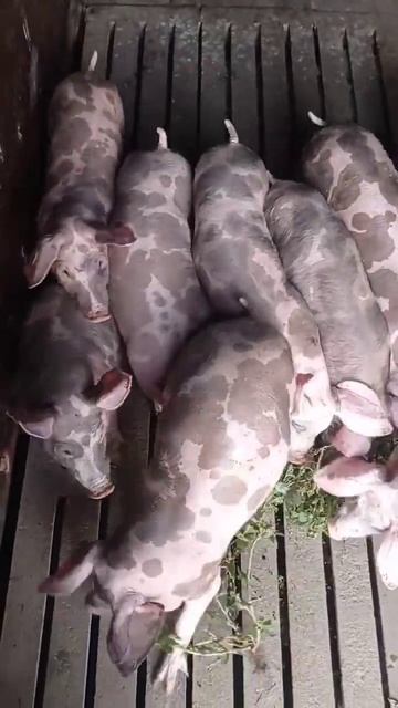 продажа Пьетренов смотреть онлайн