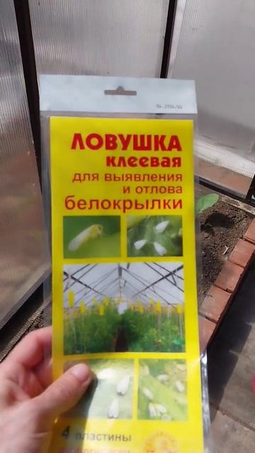 Профилактика Белокрылки. Клеевые ловушки. #дача #домашнийвлог #своимируками #сад смотреть онлайн