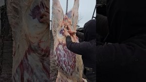 Откорм лошадей. Результат за 55 дней. На выходе мы получили 247 кг мясо. #мясо #жабы #откорм #ферма