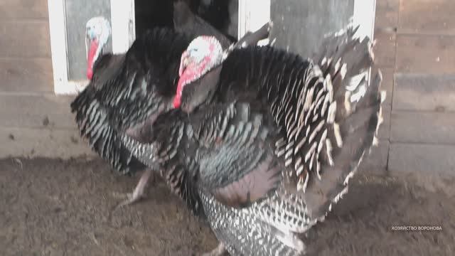 На Эко-ферме. Часть 7. Индюки смотреть онлайн