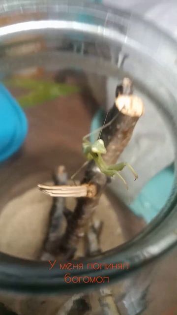 линька богомола смотреть онлайн