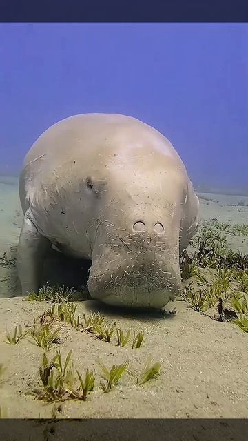 This is Dugong ( Surface Cleaner ) ! смотреть онлайн