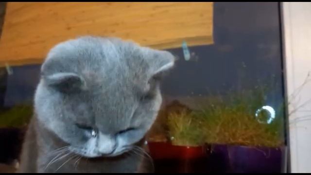КОТ БАКС/ГОЛОДНЫЙ, ЕСТ/BRITISH CAT. смотреть онлайн