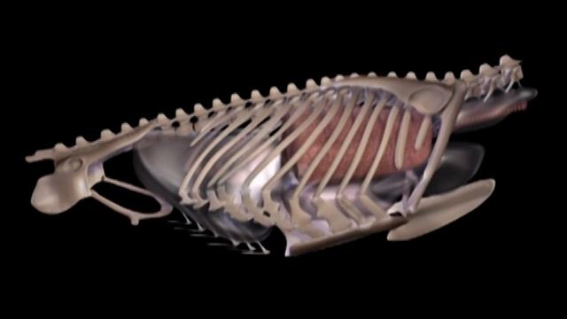 Respiration du Ptérosaure Rhamphorhynchus смотреть онлайн