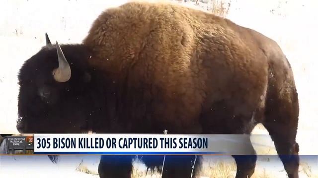 More than 300 bison culled from Yellowstone herd this year смотреть онлайн