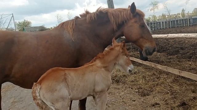 Кобыла Ириска загуляла смотреть онлайн
