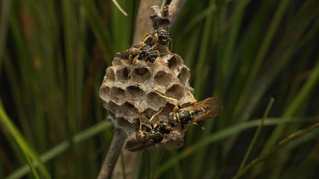 Polistes cf nimpha in terrarium 17Jun2020 смотреть онлайн
