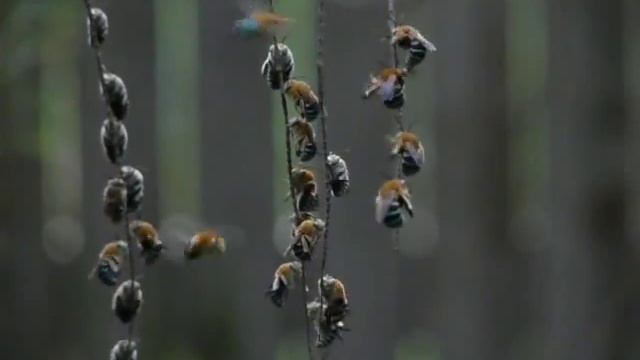 Blue Banded Bees by Night by Erica Siegel смотреть онлайн