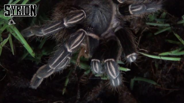 Aphonopelma seemanni blue form 5DC samica HD - Costa Rican Zebra Tarantula смотреть онлайн