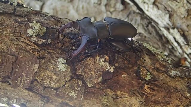 Lucanus cervus - Vespa velutina encounter смотреть онлайн