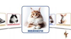 Породы животных. Кошки! Развивающее видео для детей!